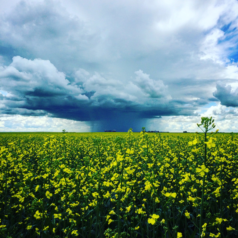 A field of canola flowers with a thunderstorm visible in the distance