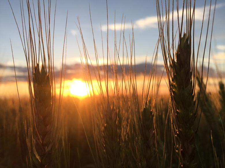 A sunset visible through a field of wheat