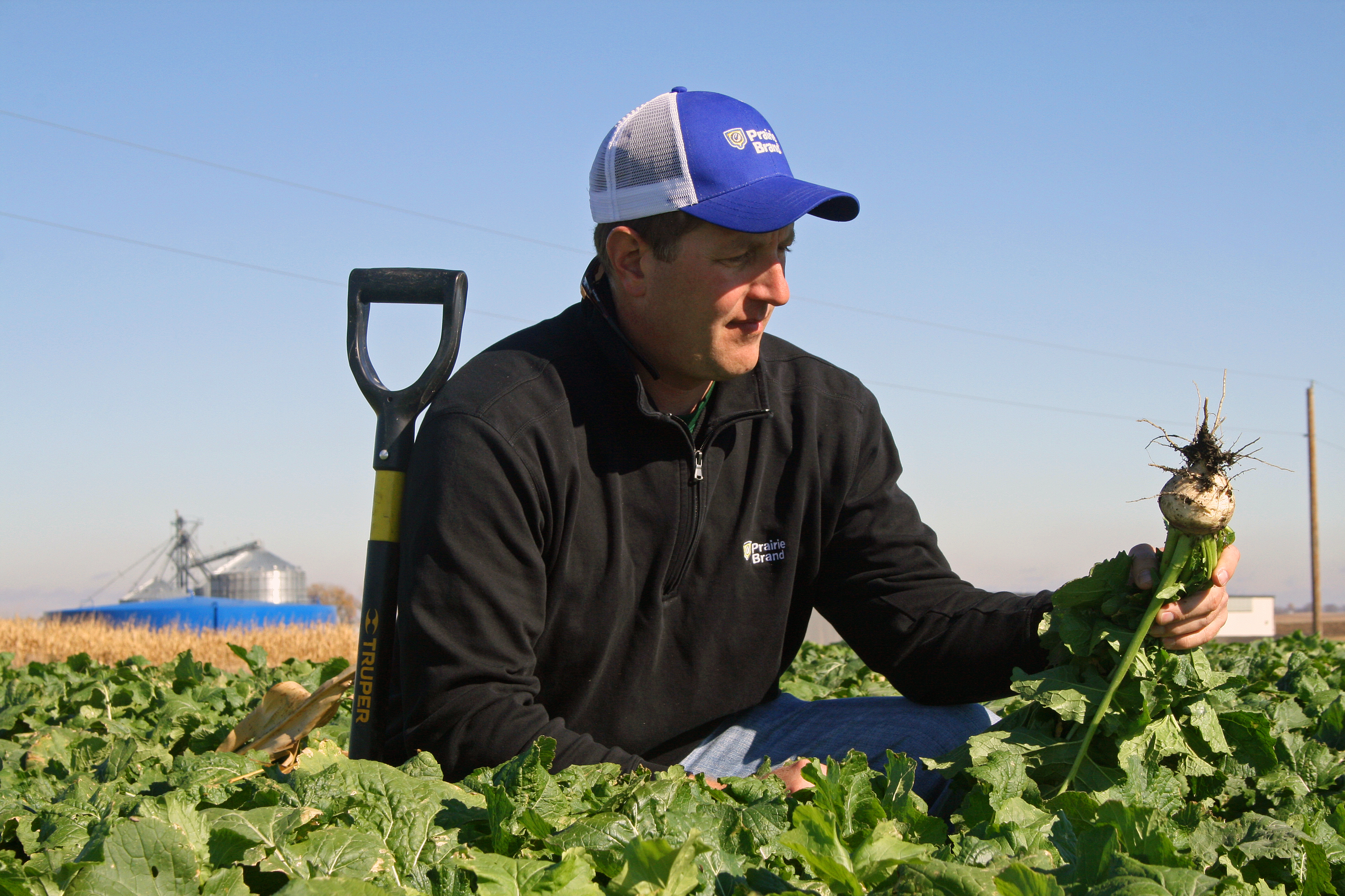 A man in a field holding a recently harvested turnip