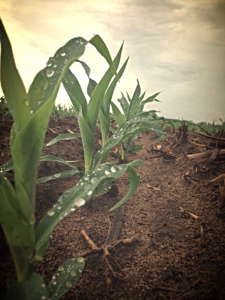 A field of growing corn with water droplets on their leaves