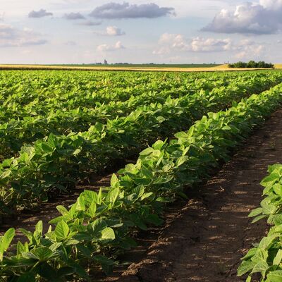 Soybean Rows